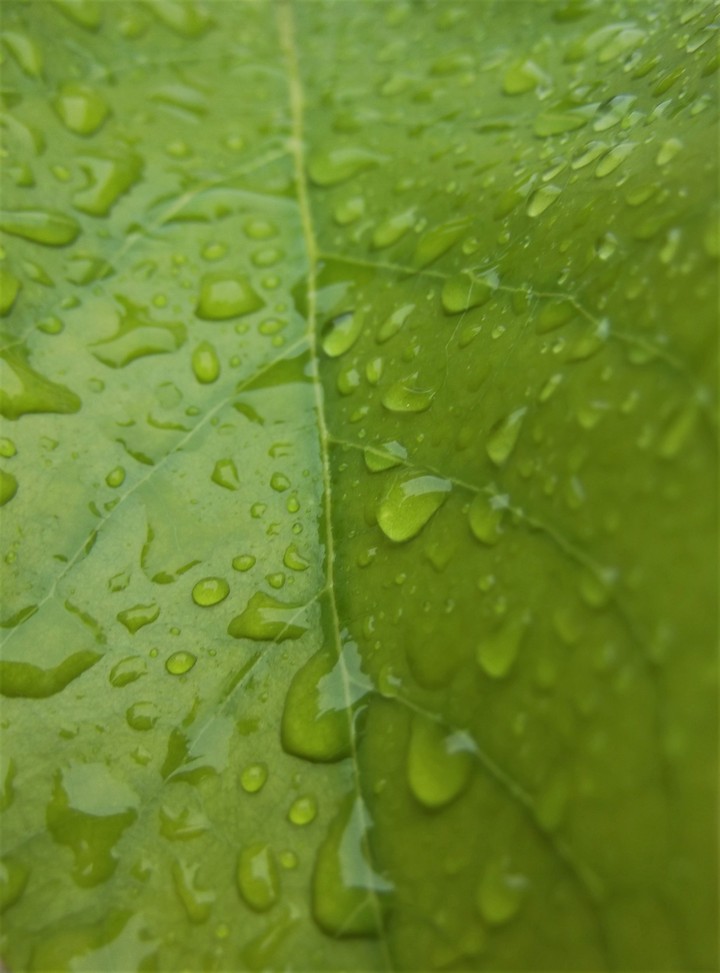 plant