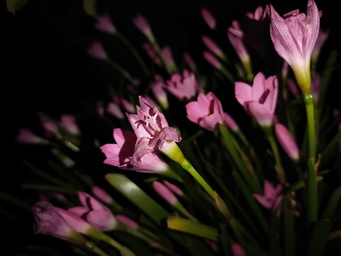 fonds d'écran pink, flower