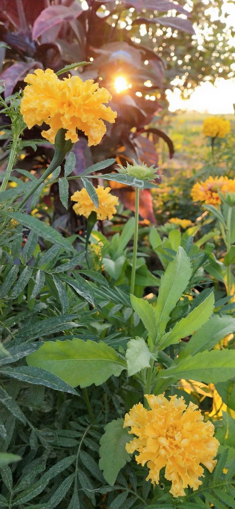 nature flower