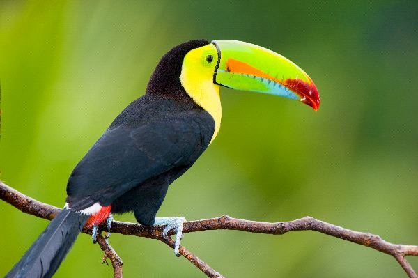 tucano brasil
