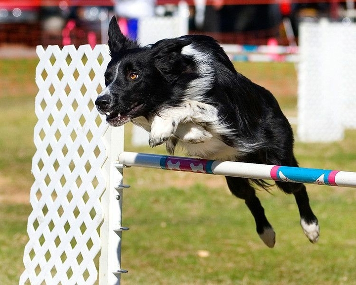 If It's Not A Broder Collie iIt's Just A Dog