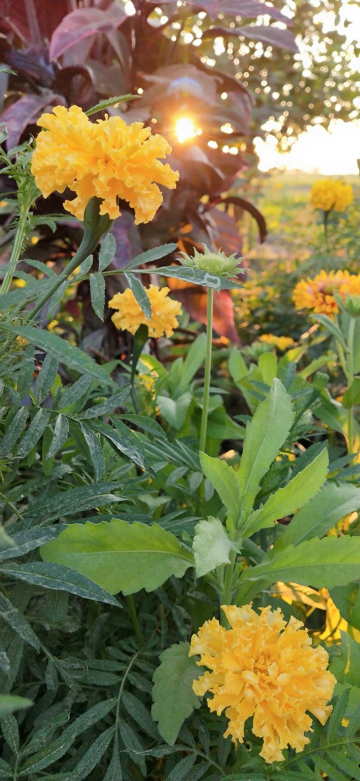 nature flower