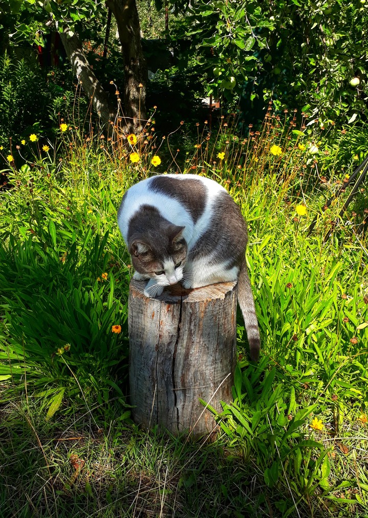 Cat