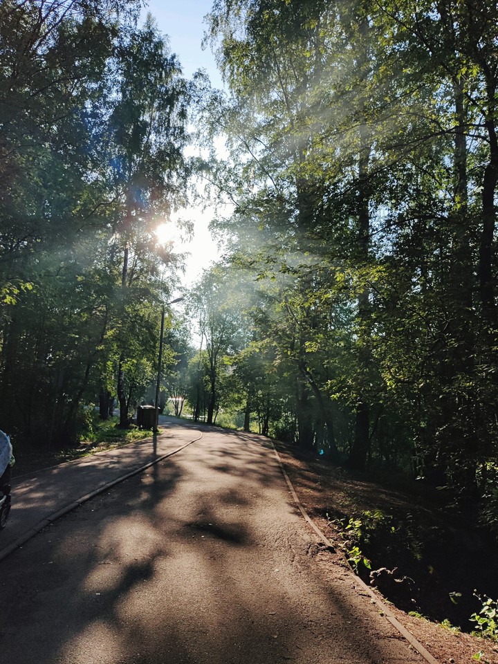 Березовая роща