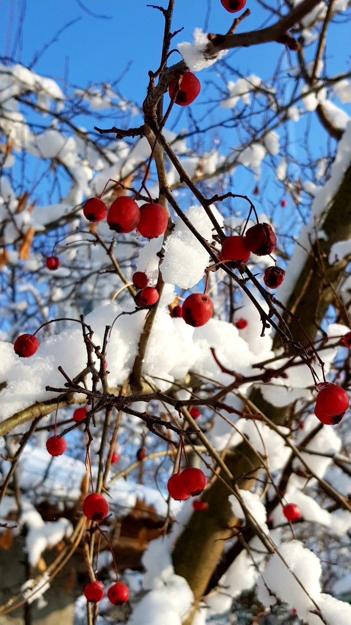 winter contrasts