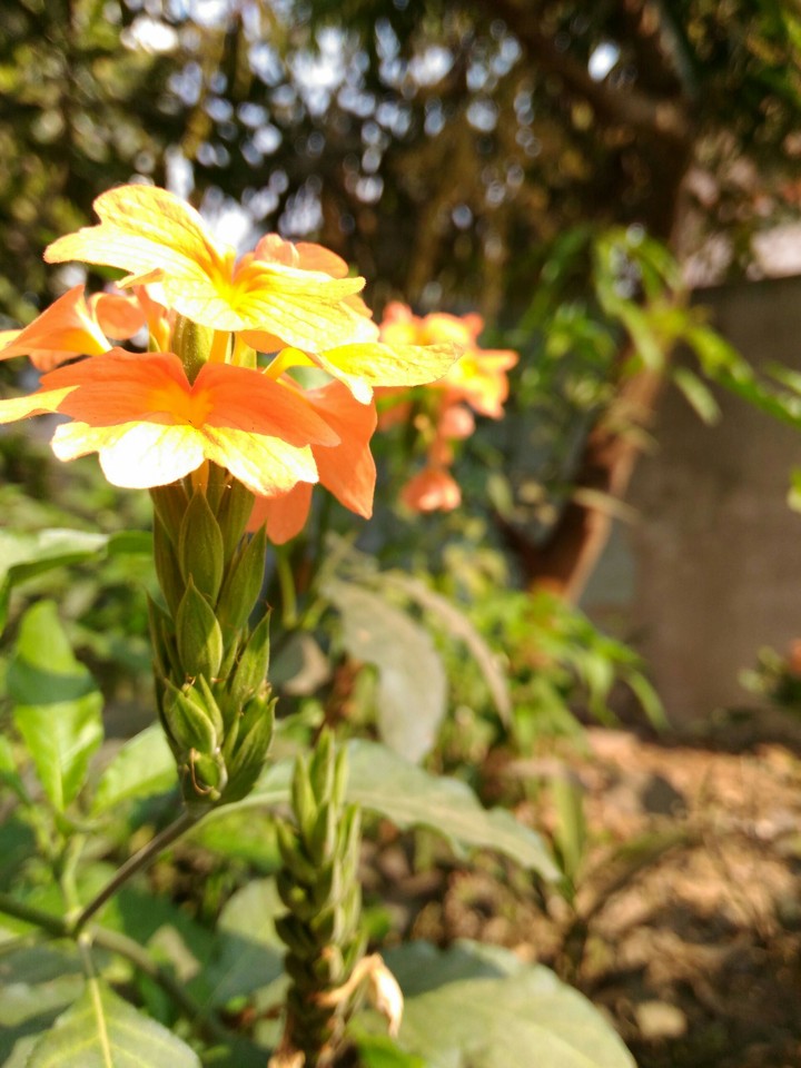 #india_flowers #portrait_ photography #natural_ clicks