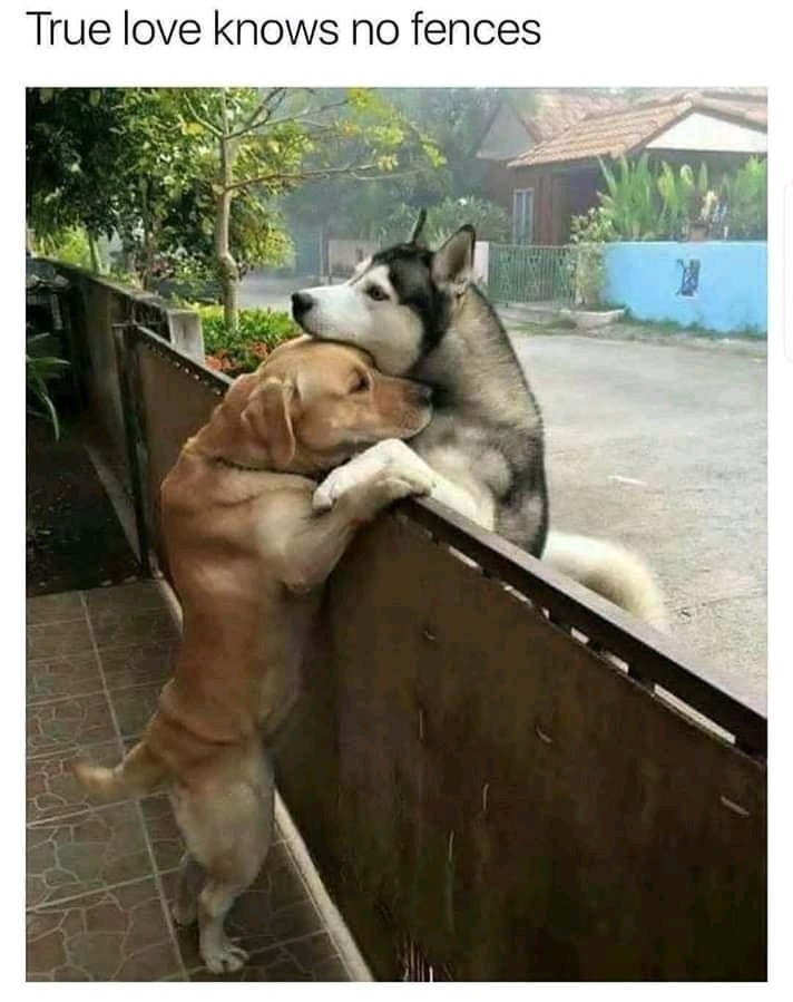 dogs love