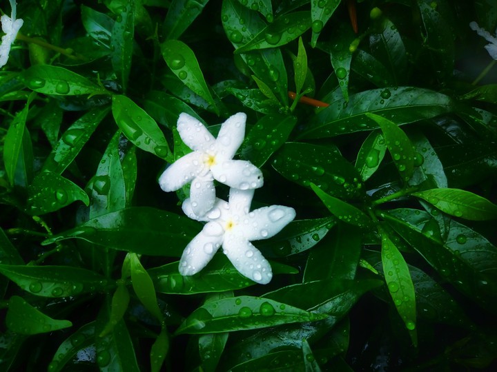 flower