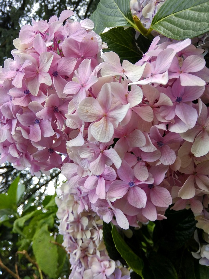 Flower Nature