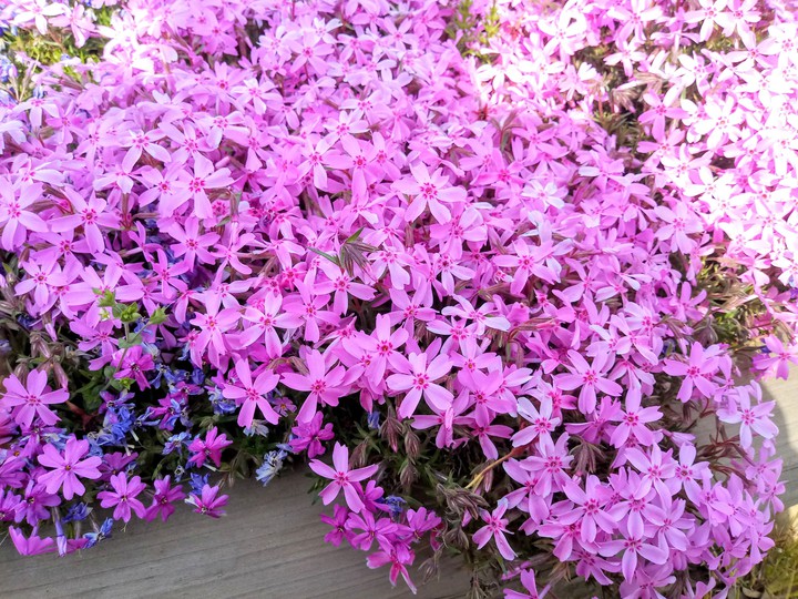 pink flowers