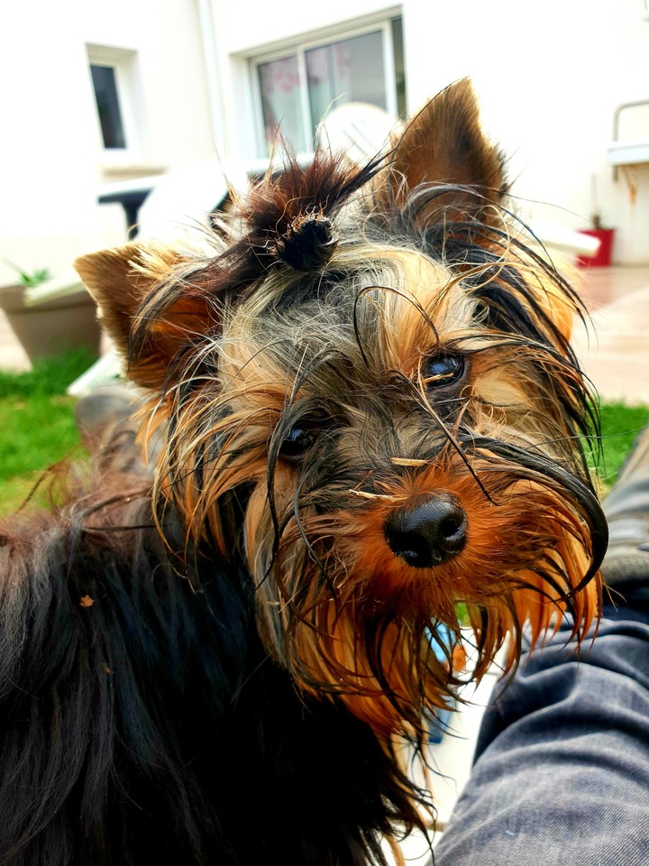 Litle Dog
