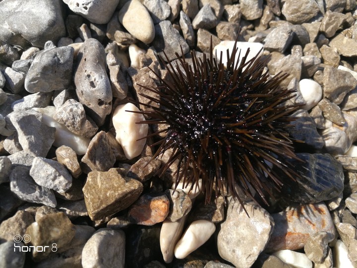 Sea urchin