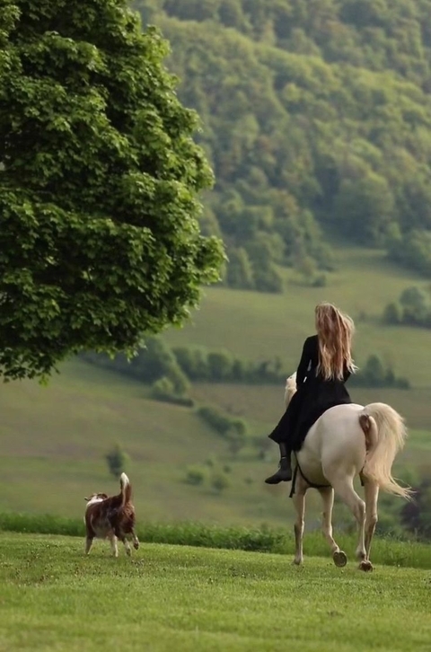 pasture, horse duvar kağıtları