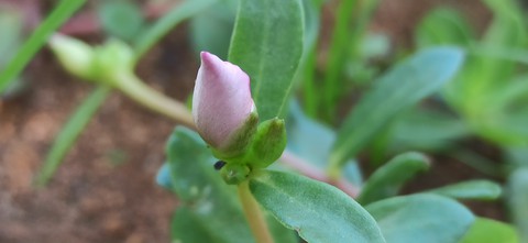 bud
