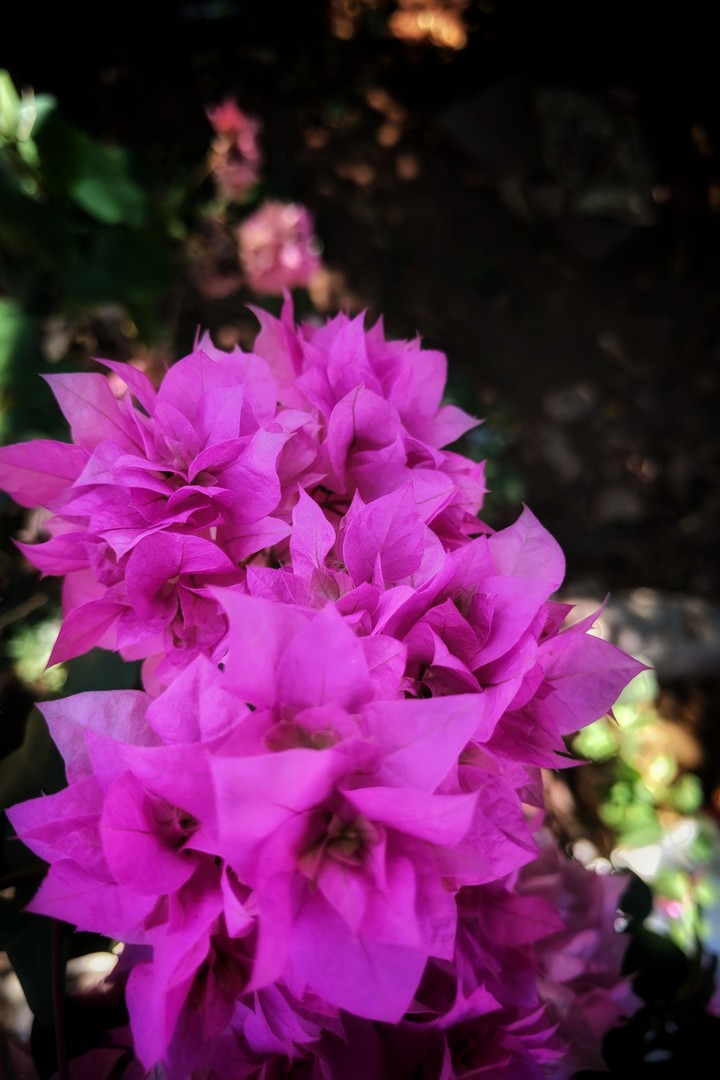 beautiful flowers