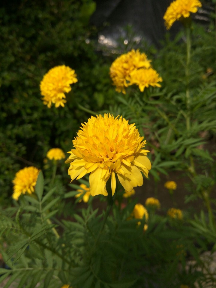Yellow Flower
