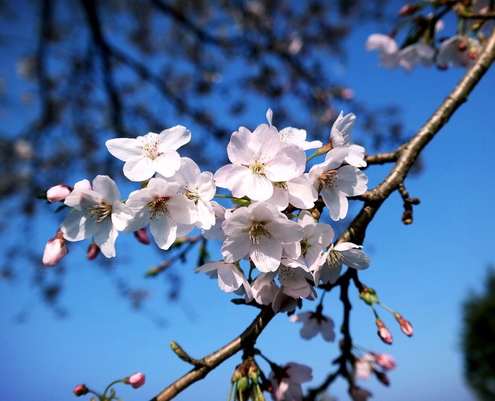 cherry blossom