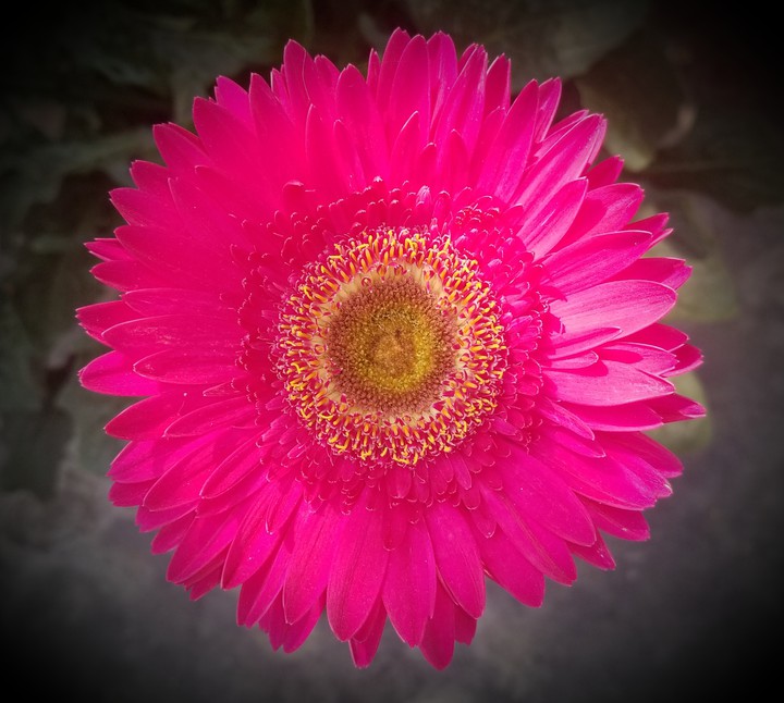 flower beauty