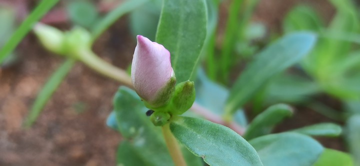 bud