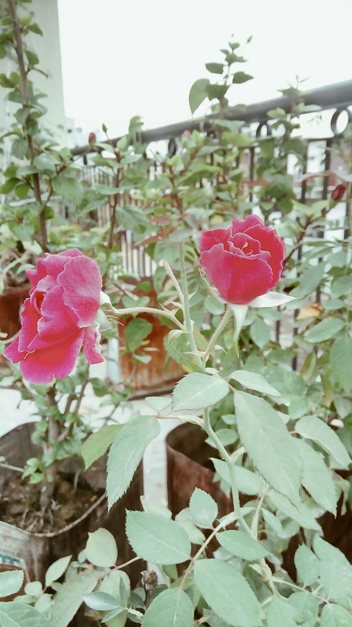 roses
