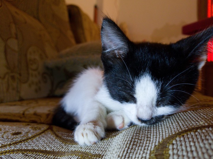 cat