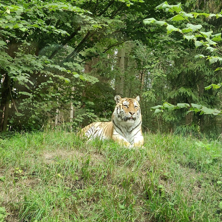 i took this picture in Knuthenborg denmark