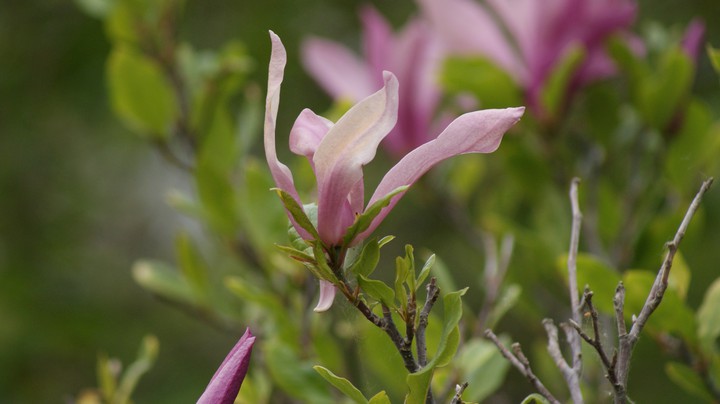 Flower with unsharp Background