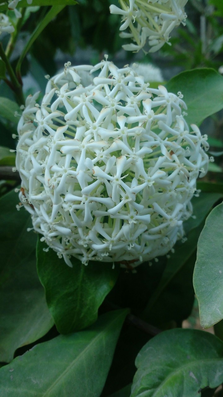 cute flowers