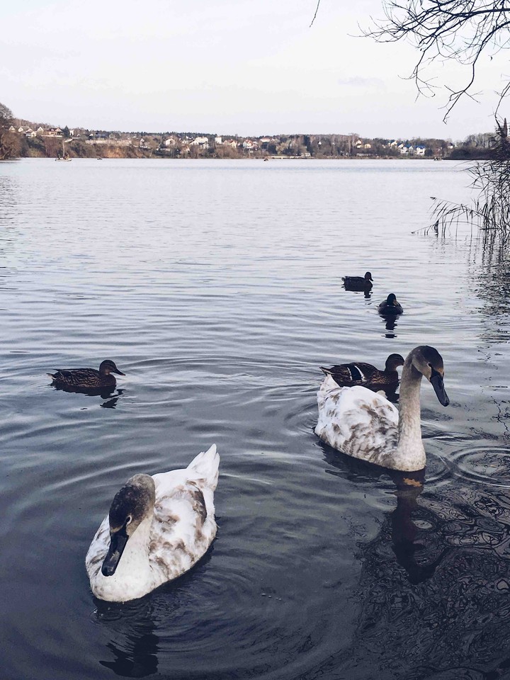 swan