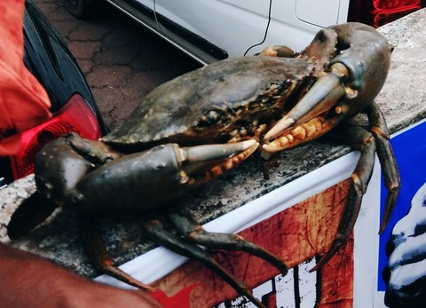 Crab