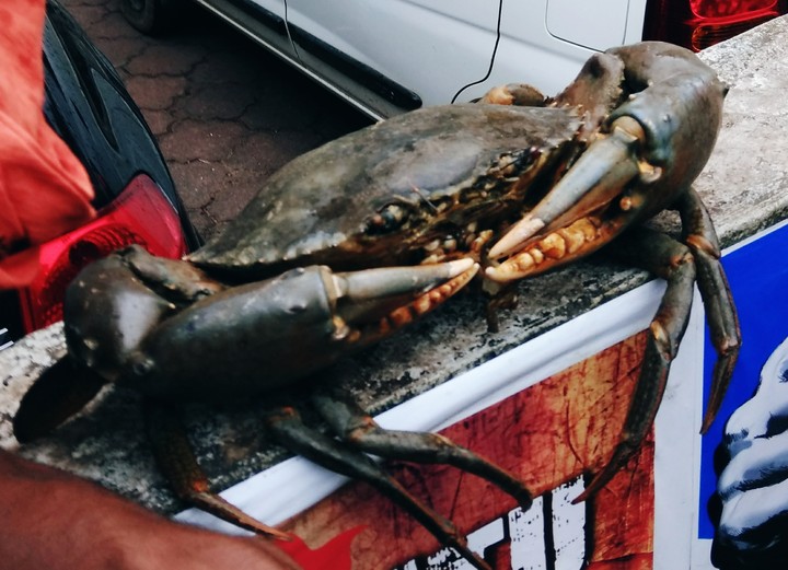Crab