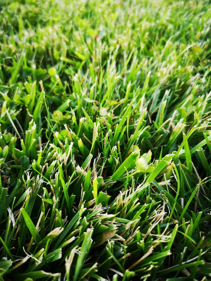 grass