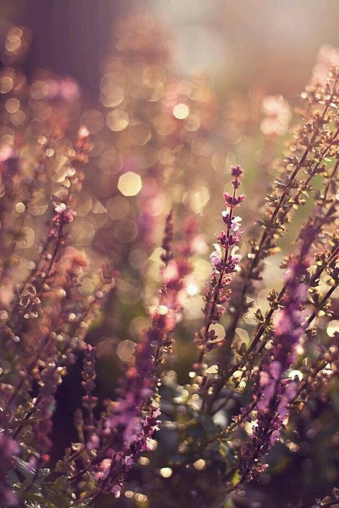 sfondi spring, lavender
