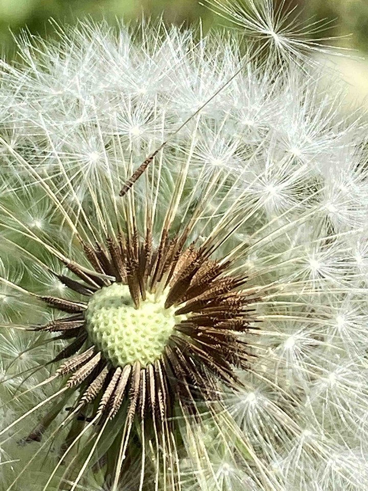 Bloom