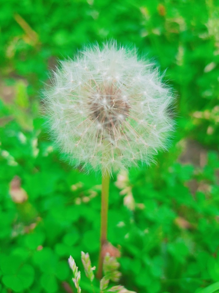 민들레