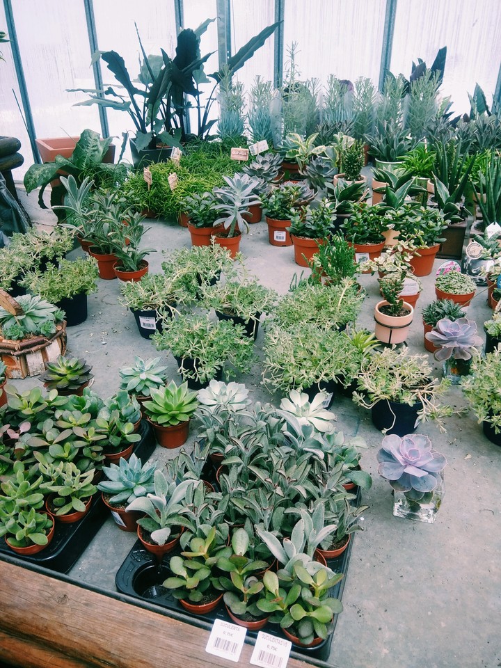 plants also have soul?