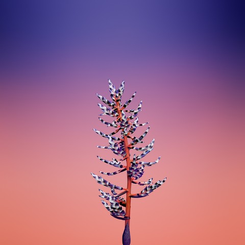 iPhone 8_1