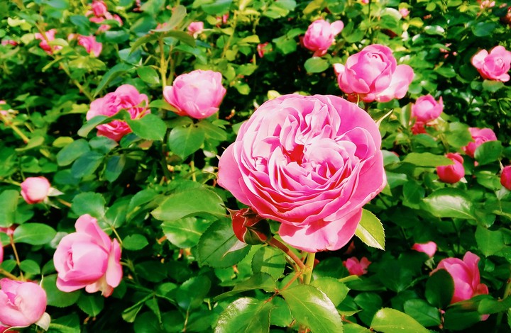 Rose