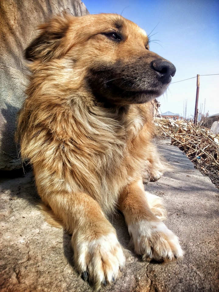 Beautiful dog