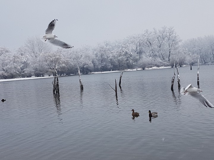 Danube birds
