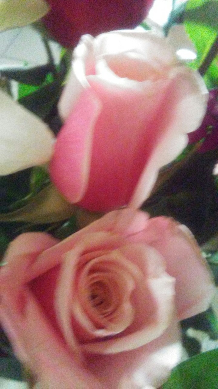 roses will stay together