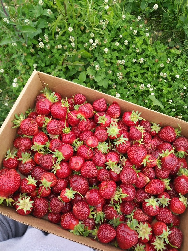 freshly picked