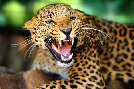 lion