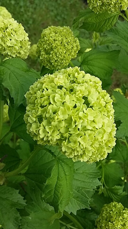 Green flower