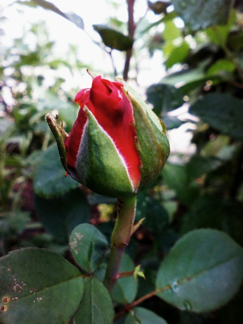 sfondi flower, petal