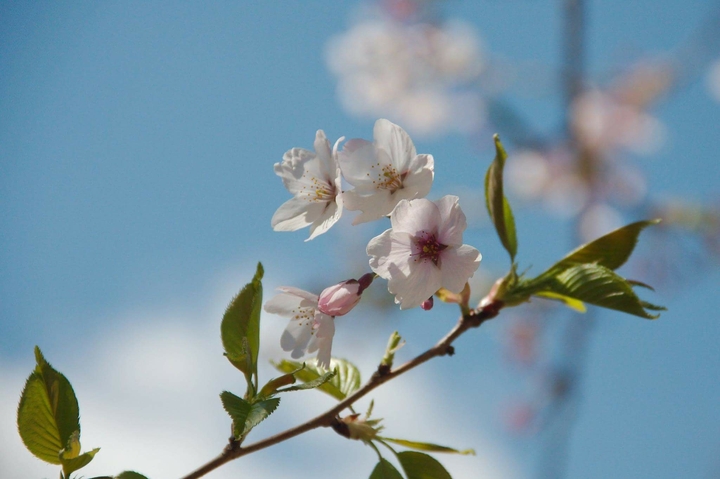 Cherry blossom 
