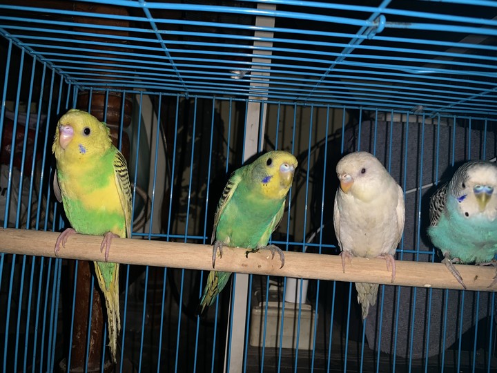 Love Birds!!