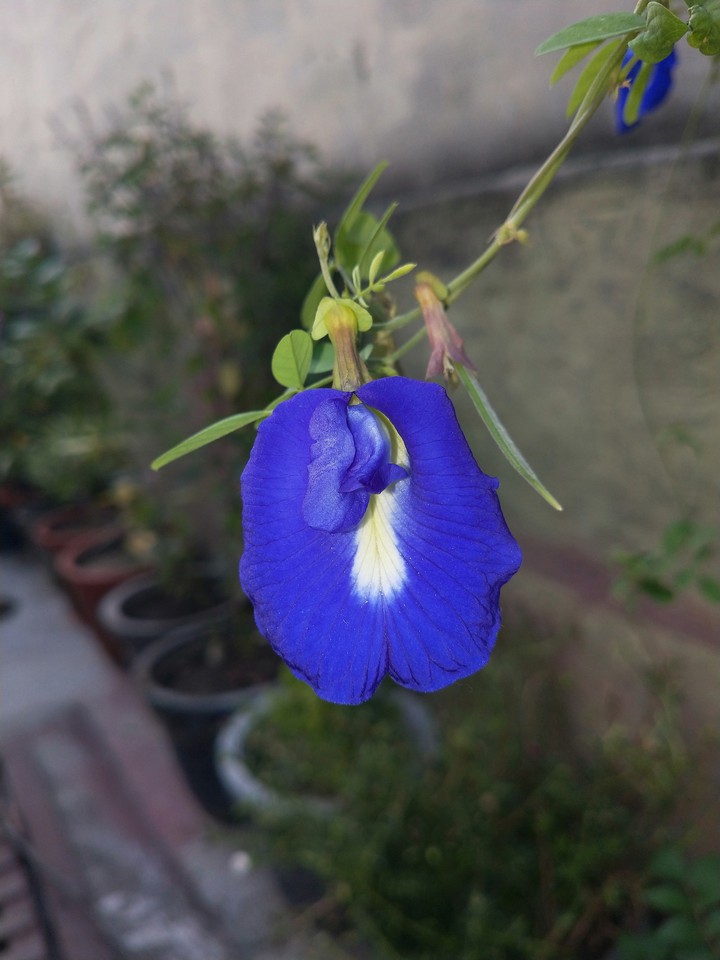Aprajita flower in my garden