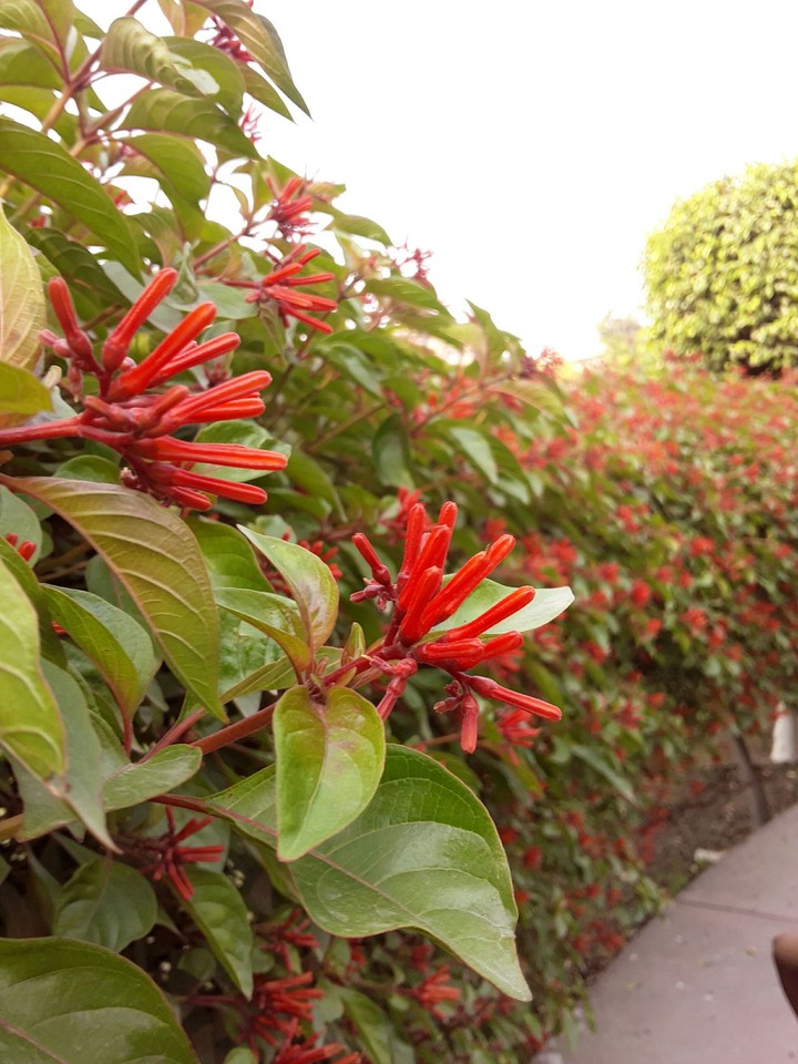 red flowers