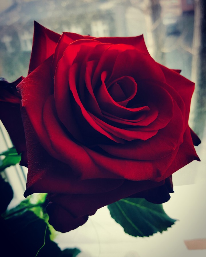 red rose